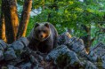 /album/galleria-fotografica/orso-bruno-30052016-469-2-jpg/